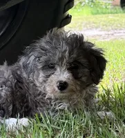 Frannie, a female Miniature Aussiedoodle for sale in Chiefland, FL – 2 of 7