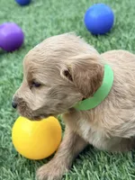 Suzie, a female Goldendoodle for sale in Chiefland, FL – Photo 3 of 4