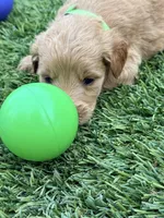 Suzie, a female Goldendoodle for sale in Chiefland, FL – Photo 4 of 4
