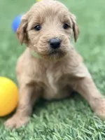 Suzie, a female Goldendoodle for sale in Chiefland, FL – Photo 2 of 4