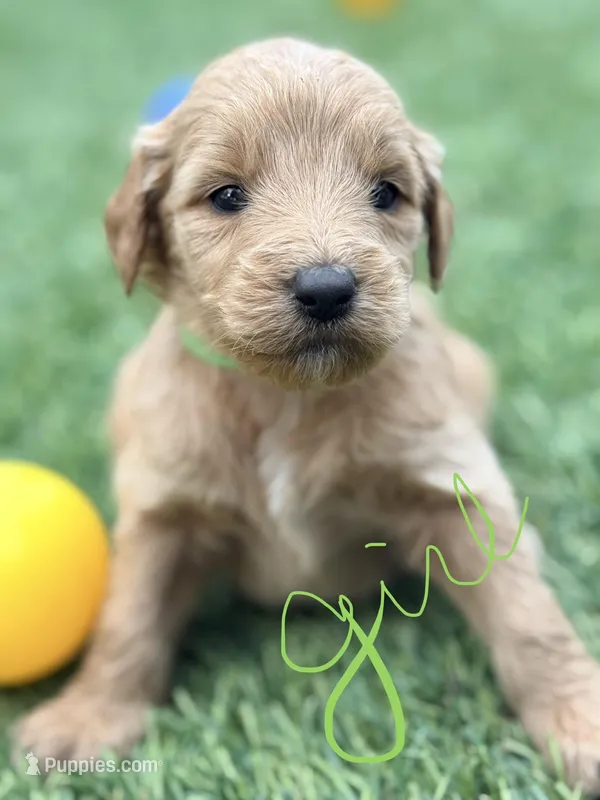 Suzie – Goldendoodle puppy for sale in Chiefland, FL