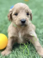 Suzie, a female Goldendoodle for sale in Chiefland, FL – Photo 1 of 4