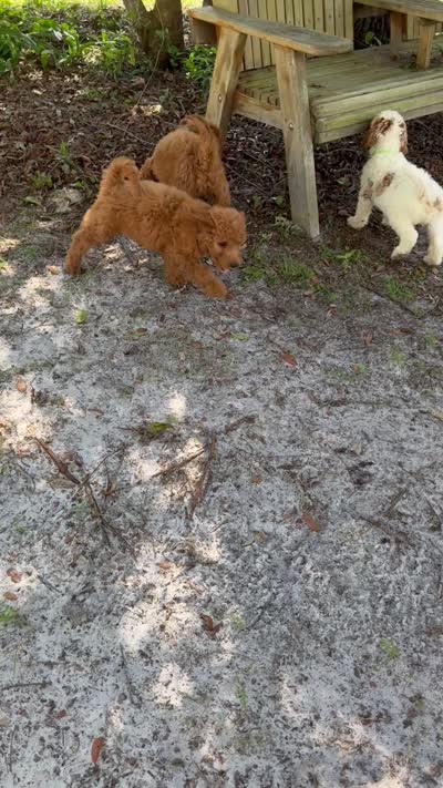 Gina, a female Goldendoodle for sale in Chiefland, FL – 10 of 10