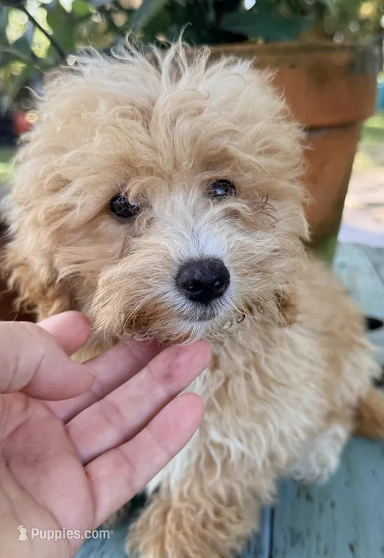Lucas mini – Labradoodle puppy for sale in Chiefland, FL