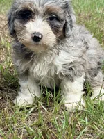 Fluffy, a female Miniature Aussiedoodle for sale in Chiefland, FL – 2 of 7