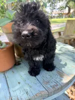 Freddie mini, a male Miniature Aussiedoodle for sale in Chiefland, FL – 2 of 10