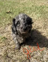 Lady, a female Miniature Labradoodle for sale in Chiefland, FL – 2 of 7
