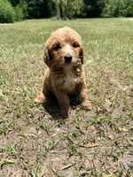 Katie, a female Goldendoodle for sale in Chiefland, FL – 3 of 3