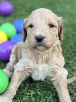 Sarge, a male Goldendoodle for sale in Chiefland, FL – Photo 3 of 5