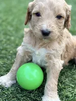 Sarge, a male Goldendoodle for sale in Chiefland, FL – Photo 5 of 5