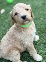 Sarge, a male Goldendoodle for sale in Chiefland, FL – Photo 4 of 5