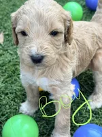 Sarge, a male Goldendoodle for sale in Chiefland, FL – Photo 1 of 5