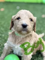 Sarge, a male Goldendoodle for sale in Chiefland, FL – Photo 2 of 5