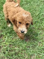 Gina, a female Goldendoodle for sale in Chiefland, FL – 3 of 3