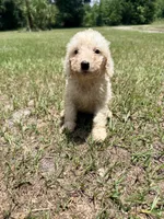 Kizz, a female Goldendoodle for sale in Chiefland, FL – 2 of 3