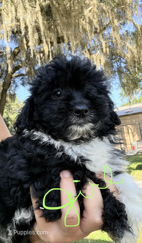 Darla – Miniature Aussiedoodle puppy for sale in Chiefland, FL