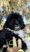 Darla, a female Miniature Aussiedoodle for sale in Chiefland, FL – 1 of 2