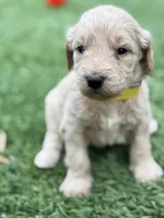 Sue, a female Goldendoodle for sale in Chiefland, FL – Photo 4 of 5