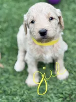 Sue, a female Goldendoodle for sale in Chiefland, FL – Photo 1 of 5