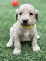 Sue, a female Goldendoodle for sale in Chiefland, FL – Photo 3 of 5
