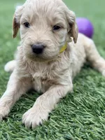 Sue, a female Goldendoodle for sale in Chiefland, FL – Photo 5 of 5