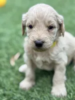 Sue, a female Goldendoodle for sale in Chiefland, FL – Photo 2 of 5