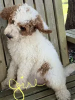 Georgia, a female Goldendoodle for sale in Chiefland, FL – 3 of 4