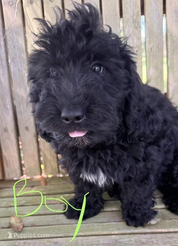 Ford – Miniature Aussiedoodle puppy for sale in Chiefland, FL