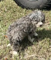 Frannie, a female Miniature Aussiedoodle for sale in Chiefland, FL – 3 of 7