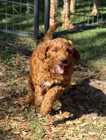 Gregg, a male Goldendoodle for sale in Chiefland, FL – Photo 1 of 8