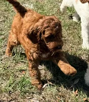 Gregg, a male Goldendoodle for sale in Chiefland, FL – Photo 7 of 8