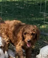 Gregg, a male Goldendoodle for sale in Chiefland, FL – Photo 2 of 8