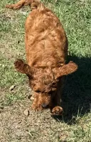 Gregg, a male Goldendoodle for sale in Chiefland, FL – Photo 8 of 8