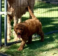 Gregg, a male Goldendoodle for sale in Chiefland, FL – Photo 3 of 8