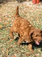 Gregg, a male Goldendoodle for sale in Chiefland, FL – Photo 5 of 8