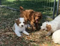 Gregg, a male Goldendoodle for sale in Chiefland, FL – Photo 4 of 8