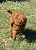 Gregg, a male Goldendoodle for sale in Chiefland, FL – Photo 6 of 8