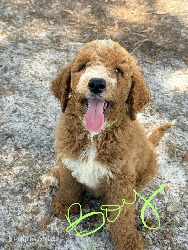 Jamie – Goldendoodle puppy for sale in Chiefland, FL
