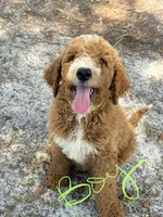 Jamie, a male Goldendoodle for sale in Chiefland, FL – 1 of 4