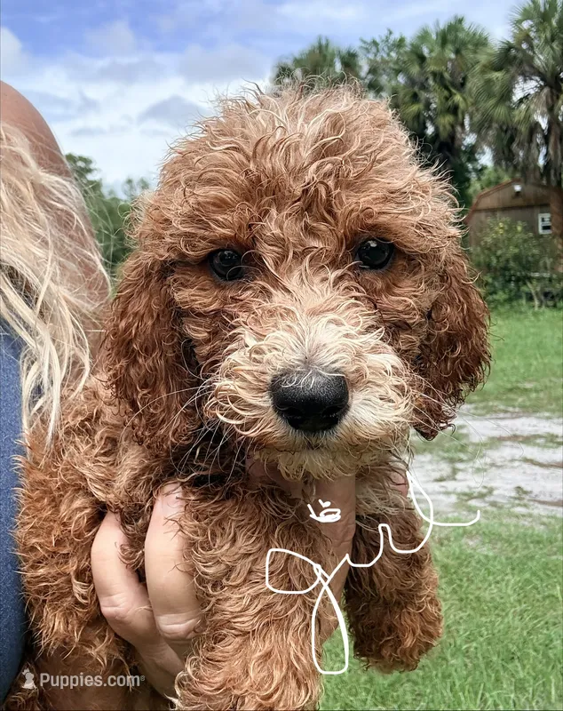 Gina – Goldendoodle puppy for sale in Chiefland, FL