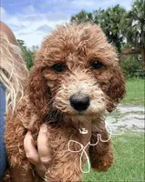 Gina, a female Goldendoodle for sale in Chiefland, FL – 1 of 3