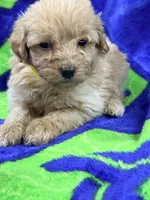 Lex, a male Miniature Labradoodle for sale in Chiefland, FL – 3 of 3
