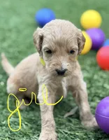 Sara, a female Goldendoodle for sale in Chiefland, FL – Photo 3 of 4