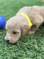 Sara, a female Goldendoodle for sale in Chiefland, FL – Photo 2 of 4