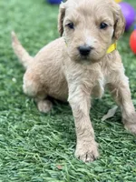 Sara, a female Goldendoodle for sale in Chiefland, FL – Photo 4 of 4