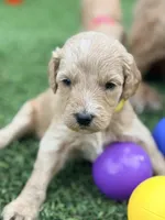Sara, a female Goldendoodle for sale in Chiefland, FL – Photo 1 of 4