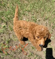 Jerry, a male Goldendoodle for sale in Chiefland, FL – 3 of 5
