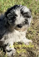Lilly, a female Miniature Labradoodle for sale in Chiefland, FL – 2 of 8
