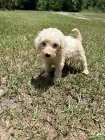 Kizz, a female Goldendoodle for sale in Chiefland, FL – 3 of 3