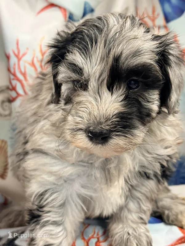Lilly, a female Miniature Labradoodle for sale in Chiefland, FL – 1 of 3